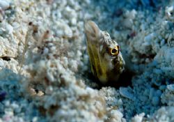 Pike Blenny, Turks & Caicos by Andy Lerner 